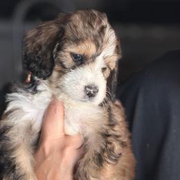Penny - Brown and white female Bernedoodle puppy in Phelan, California from PuppyPaws4U