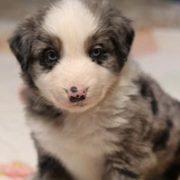 Sparkler - Blue merle male Australian Shepherd puppy in Noxon, Montana from MITIN Aussies AKC Standard Australian Shepherds