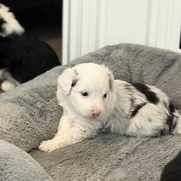Moon pie - Blue merle male Miniature American Shepherd puppy in Groesbeck, Texas from Epic Miniature American Shepherds