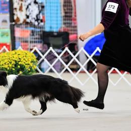 Border Collies from Everbright Border Collies