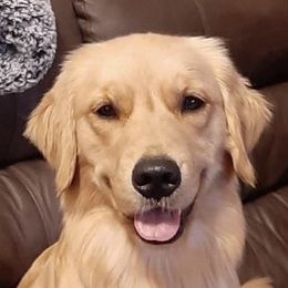 Winnie - Golden Retriever