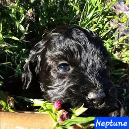 Neptune - Black male Cockapoo puppy in Indiahoma, Oklahoma from Phamily Doodles