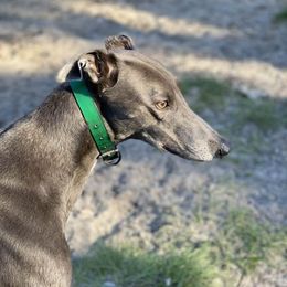 Steely - Greyhound