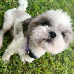 Pepper - Shih Tzu