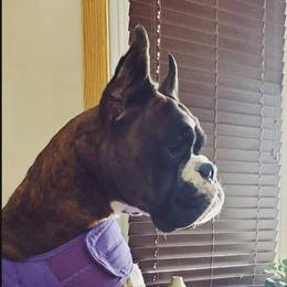 Deja - Boxer