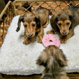 Dachshund Puppies from SchmooterBabies