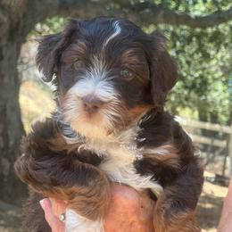 Sitka - male Australian Mountain Doodle puppy in Temecula, California from Country Hills Doodles