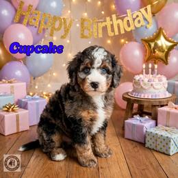 Cupcake - Blue merle male Bernedoodle puppy in Banner Elk, North Carolina from Walnut Tree Bernedoodles