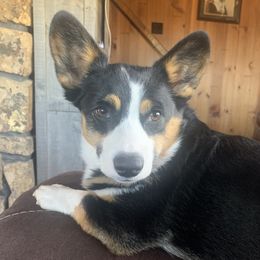Piper - Pembroke Welsh Corgi
