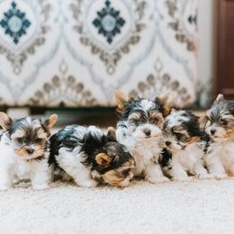 Biewer Terrier Puppies from Imperial BabyDoll Biewers