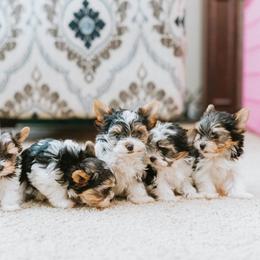 Biewer Terrier Puppies from Imperial BabyDoll Biewers
