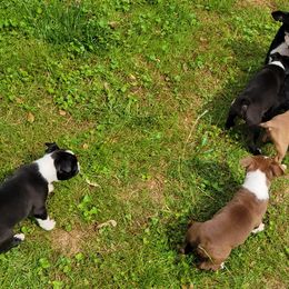 Boston Terrier Puppies from The Christian Bostons