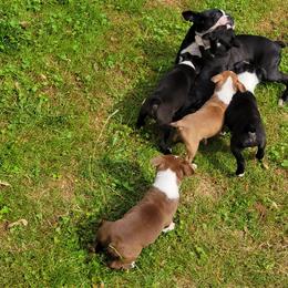 Boston Terrier Puppies from The Christian Bostons