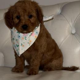 Star - Apricot female Cavapoo puppy in Gainesville, Florida from Alyssa Xxweetdoodles