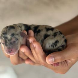 Luca - Dapple male Dachshund puppy in Surprise, Arizona from D&C Royal Dachshunds LLC