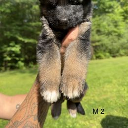 German Shepherd Puppies from Casale Shepherds