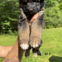 German Shepherd Puppies from Casale Shepherds