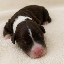 Sitka - male Australian Mountain Doodle puppy in Temecula, California from Country Hills Doodles