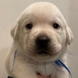Boy 5 - Yellow male Labrador Retriever puppy in Hutto, Texas from Texas Bluebonnet Labs