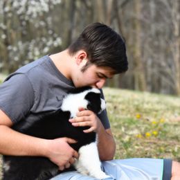 Australian Shepherd Puppies from Paramount Aussies