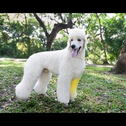 Axel - Poodle