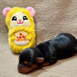 Mini Marcie - Black and tan female Yorkshire Terrier puppy in Paris, Tennessee from Nolan’s Yorkie Farm