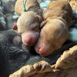 Girl 1 - female Goldendoodle puppy in Portland, Tennessee from Happy_Tails_by_TJ