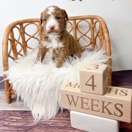 Blossom - Red  female Goldendoodle puppy in from Pink Poodles and Doodles