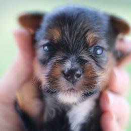 Jetta - Parti female Yorkshire Terrier puppy in Riverview, Texas from Luna's Treasures