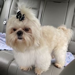 Boz - Shih Tzu