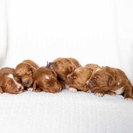 Goldendoodle Puppies from Country Club Doodles