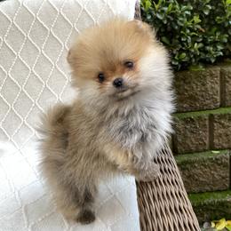 Honey - Orange sable male Pomeranian puppy in Citrus Heights, California from Yev and Marina's Pomeranians (AKC)