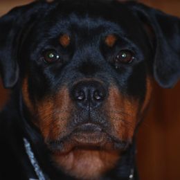 Rottweilers from Rabenbucht Rottweilers