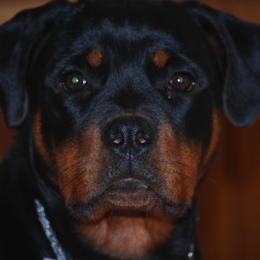 Rottweilers from Rabenbucht Rottweilers