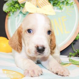 Darla - Lemon and white female Basset Hound puppy in Antlers, Oklahoma from Rocking H