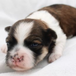 Rumba - Chocolate sable female Havanese puppy in Hendersonville, North Carolina from Grayfinn House