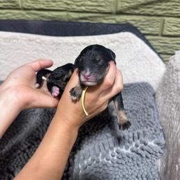 Lemon - Tri-color female Bernedoodle puppy in Carmichaels, Pennsylvania from JensenBelle Doodles