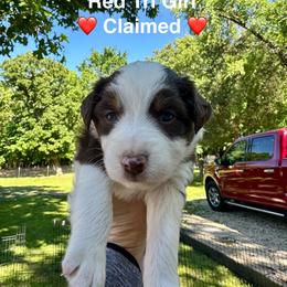 AKC Spoken for - Red tri-color female Australian Shepherd puppy in Prairie Grove, Arkansas from IQ Farms
