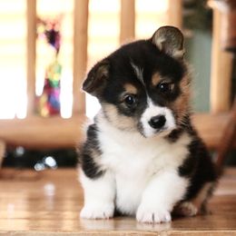 American Corgi and Pembroke Welsh Corgi Puppies from Elk Ridge Corgis