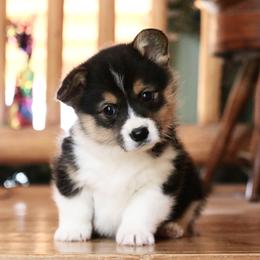 American Corgi and Pembroke Welsh Corgi Puppies from Elk Ridge Corgis