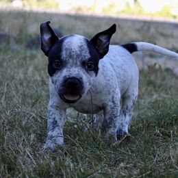 Lucky Charm - White American Bully puppy in Toledo, Washington from Mountain Pride Bullies