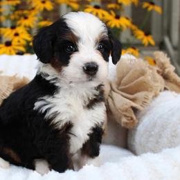 Levi - Tri-color male Bernedoodle puppy in Perrysville, Ohio from Pleasant Valley Bernedoodles