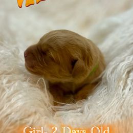 Velma - Dark golden female Golden Retriever puppy in Galena, Ohio from Hosmer's Golden Retrievers