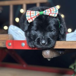 Scorpio - Black female Newfoundland puppy in Tully, New York from Bear Paw Newfoundlands