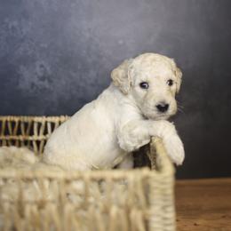 Uncle Sam - Apricot male Goldendoodle puppy in Seffner, Florida from Gold Diamond Pup