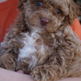 Carmel - Apricot female Poodle puppy in Caldwell, Idaho from Treasure Valley Poodles