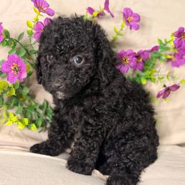 Zoey - Black female Poodle puppy in Salt Lake City, Utah from Puppy Promise