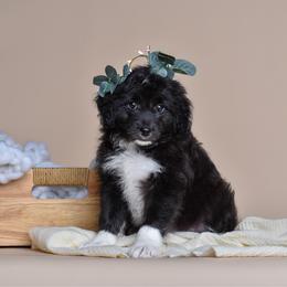 Padmé - White and black female Bordoodle puppy in Tillamook, Oregon from Oregon Bordoodles
