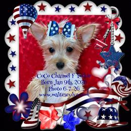 Boston Terrier, Maltese, Morkie, and Yorkshire Terrier Puppies from Malteseuluv’s Tiny Treasurers