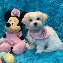 Sassy - White female Maltese puppy in Taft, Tennessee from Knight Pups